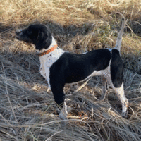 The Perfect Pair: Pointers in Duck Hunting