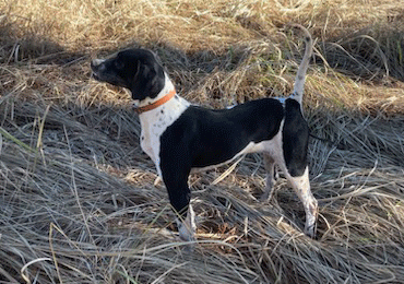 The Perfect Pair: Pointers in Duck Hunting