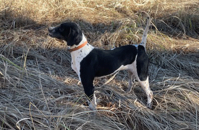 The Perfect Pair: Pointers in Duck Hunting