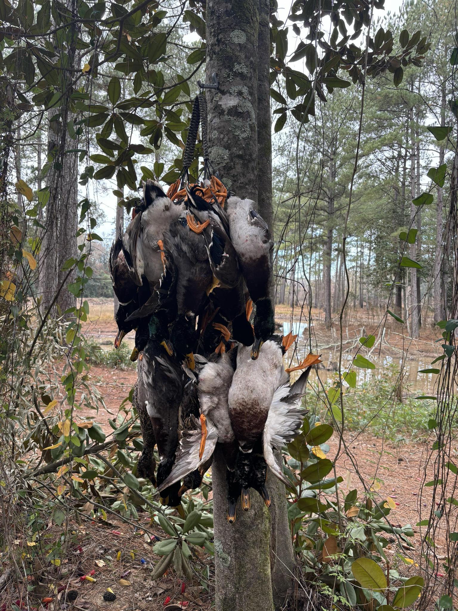 Ducks Hanging in tree