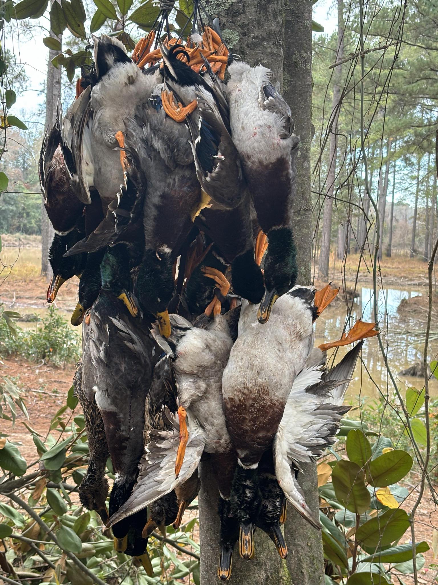 Ducks hanging in tree